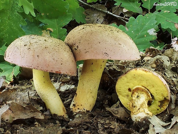 hríb nádherný Butyriboletus fuscoroseus (Smotl.) Vizzini & Gelardi