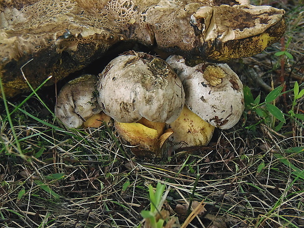 hríb horký Caloboletus radicans (Pers.) Vizzini