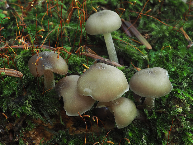 strmuľník Clitocybula sp.