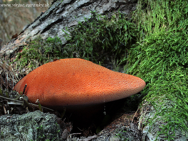 pečeňovec dubový Fistulina hepatica (Schaeff.) With.