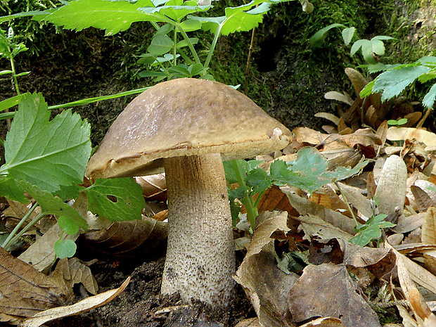 kozák hrabový Leccinum pseudoscabrum (Kallenb.) Šutara