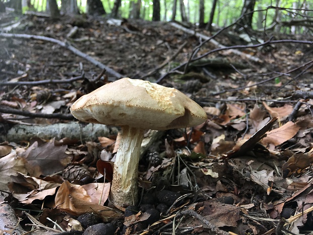 kozák brezový Leccinum scabrum (Bull.) Gray