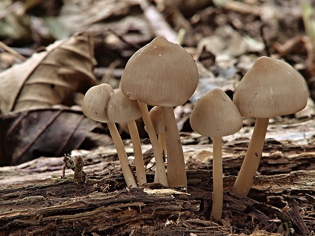 prilbička ružovolupeňová Mycena galericulata (Scop.) Gray