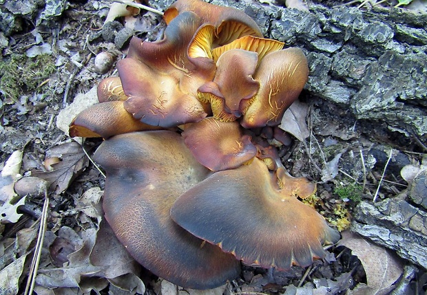 kališník hnedooranžový Omphalotus olearius (DC.) Singer