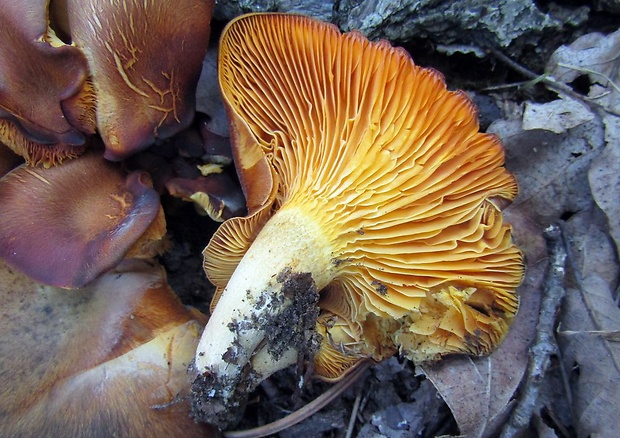 kališník hnedooranžový Omphalotus olearius (DC.) Singer