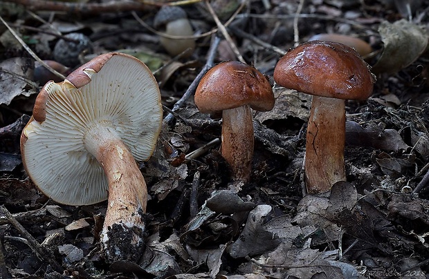 čírovka slizká Tricholoma ustaloides Romagn.