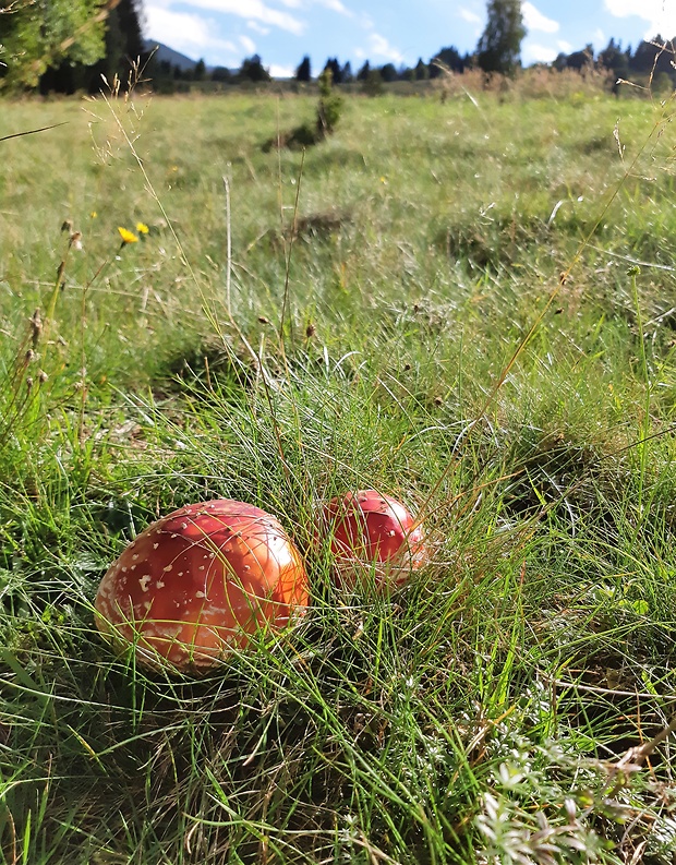 muchotrávka červená Amanita muscaria (L.) Lam.