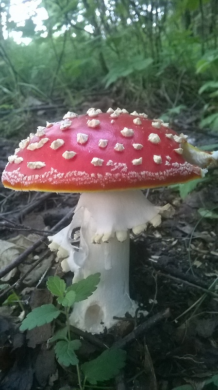 muchotrávka červená Amanita muscaria (L.) Lam.