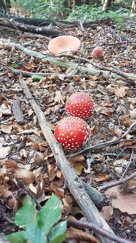 muchotrávka červená Amanita muscaria (L.) Lam.