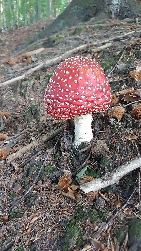 muchotrávka červená Amanita muscaria (L.) Lam.