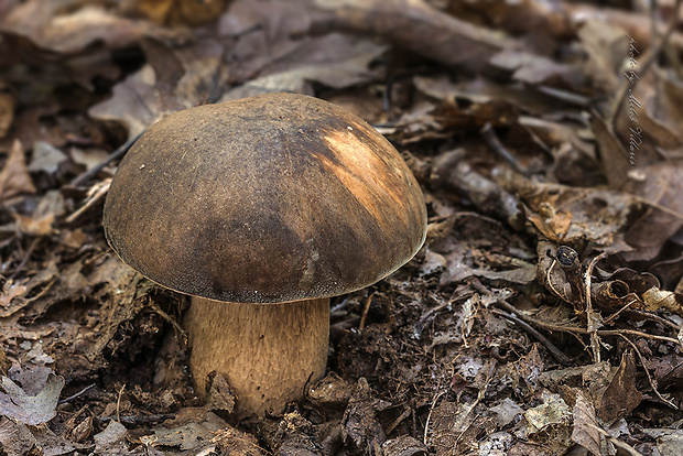 hríb bronzový Boletus aereus Bull. ex Fr.