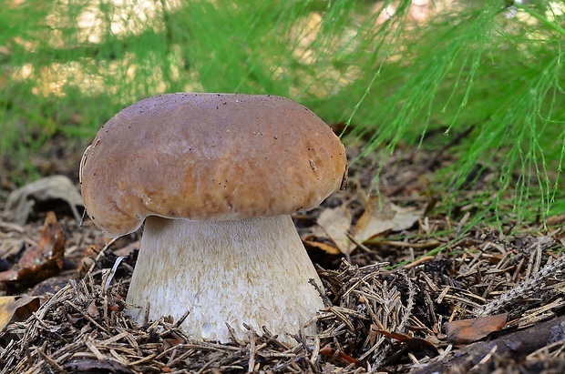 hríb smrekový Boletus edulis Bull.