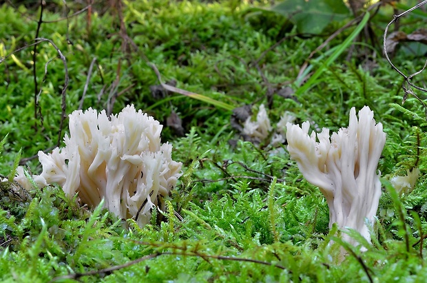 konárovka hrebenitá Clavulina coralloides (L.) J. Schröt.