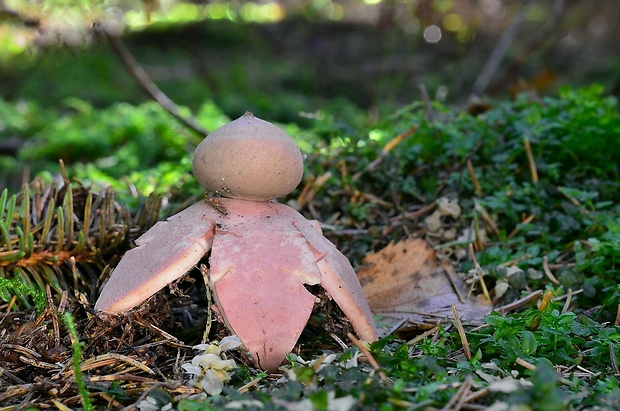 hviezdovka červenkastá Geastrum rufescens Pers.