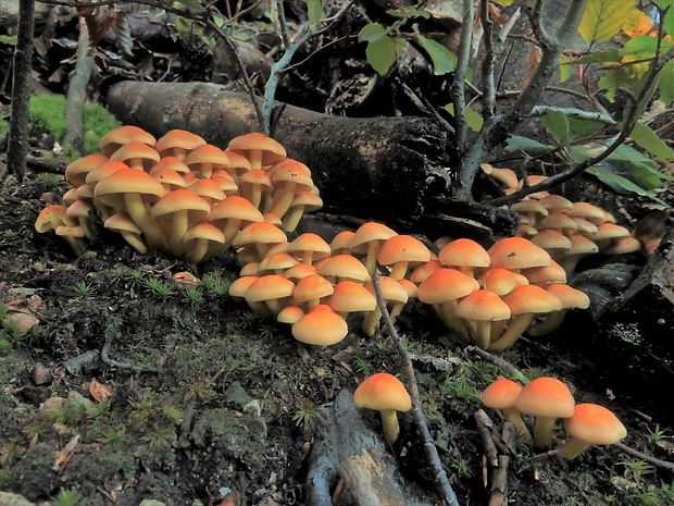 strapcovka zväzkovitá Hypholoma fasciculare (Huds.) P. Kumm.