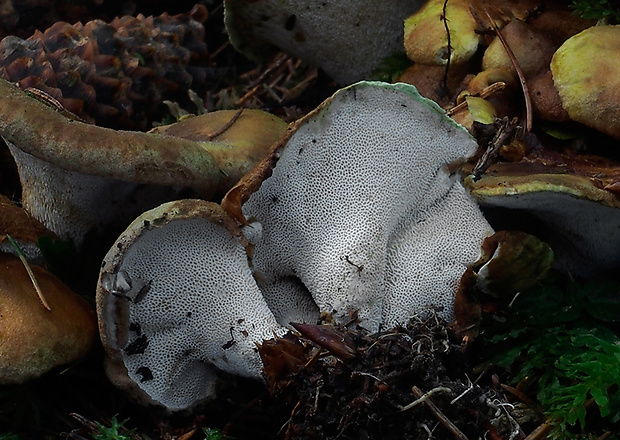 krásnopórovec zelenohnedý Laeticutis cristata (Schaeff.) Audet