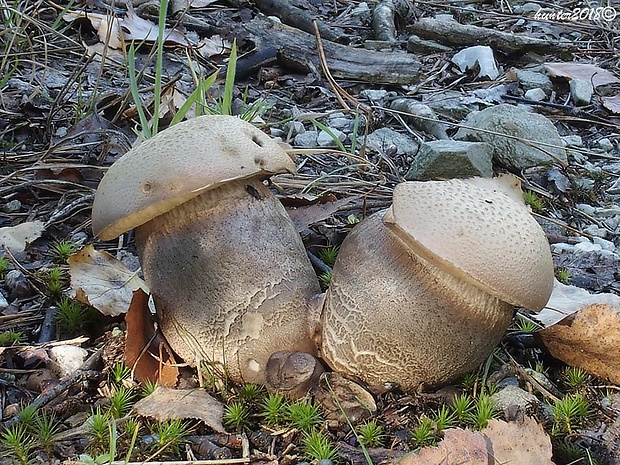 kozák topoľový Leccinum duriusculum (Schulzer ex Kalchbr.) Singer