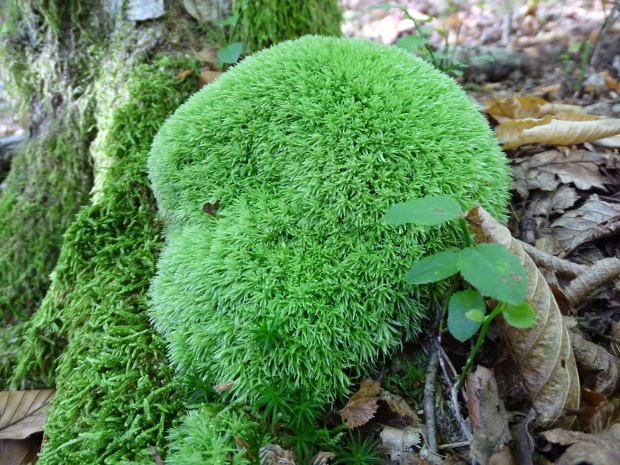 bielomach sivý Leucobryum glaucum (Hedw.) Angst.