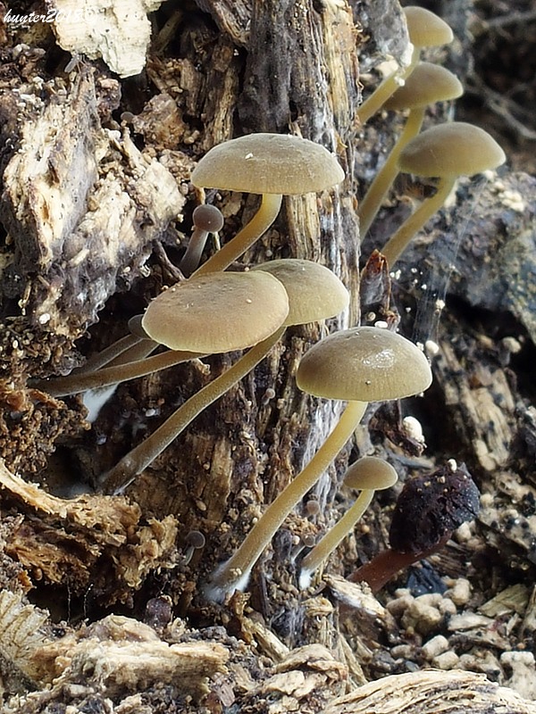 smeťovička hnedoolivová Simocybe centunculus (Fr.) P. Karst