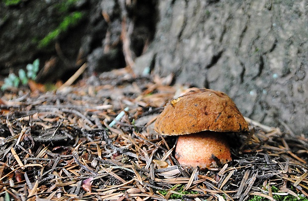 hríb zrnitohlúbikový Sutorius luridiformis (Rostk.) G. Wu & Zhu L. Yang