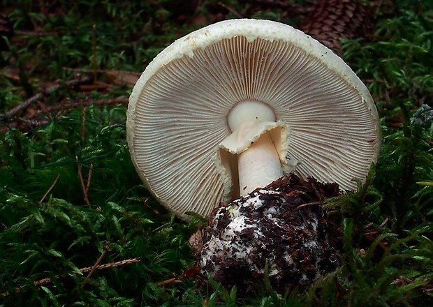 muchotrávka citrónovožltá Amanita citrina Pers.