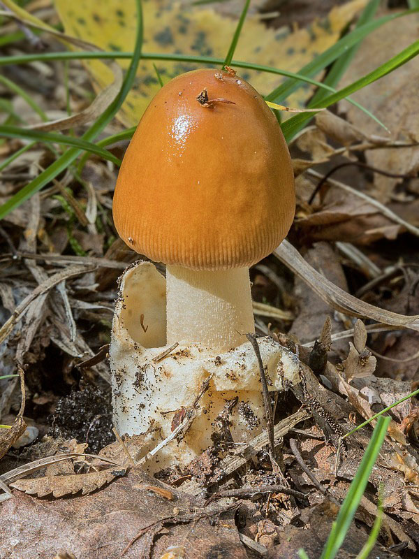 muchotrávka plavohnedá Amanita fulva Fr.