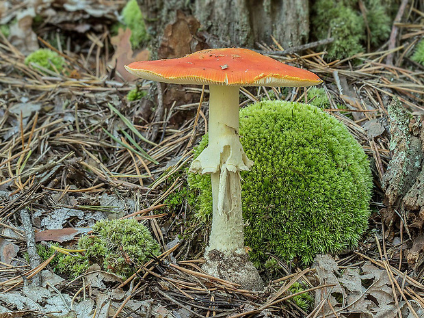 muchotrávka červená holá Amanita muscaria var. aureola (Kalchbr.) Quél.