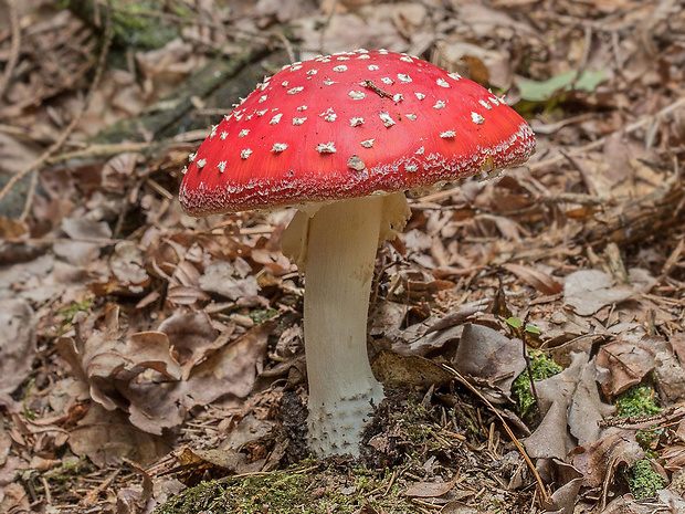 muchotrávka červená Amanita muscaria (L.) Lam.