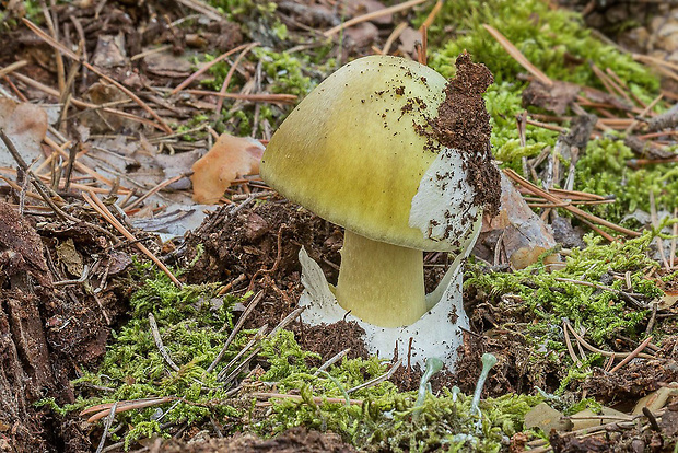 muchotrávka zelená Amanita phalloides (Vaill. ex Fr.) Link