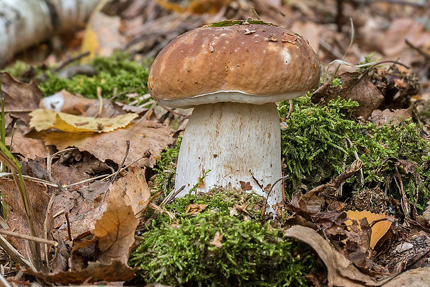 hríb smrekový Boletus edulis Bull.