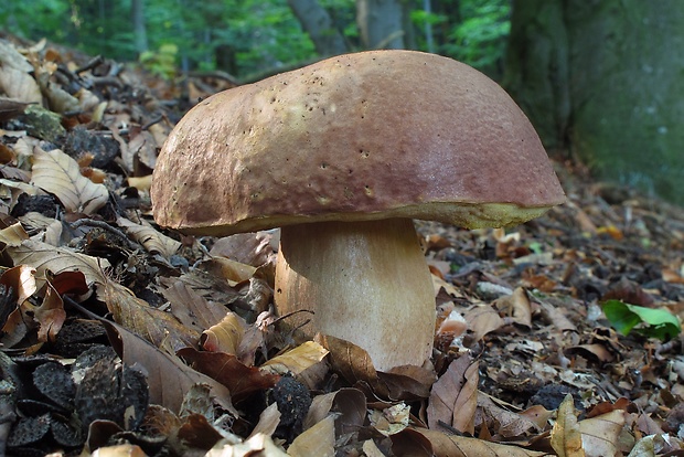 hríb sosnový Boletus pinophilus Pil. et Dermek in Pil.