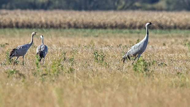 žeriav popolavý  Grus grus