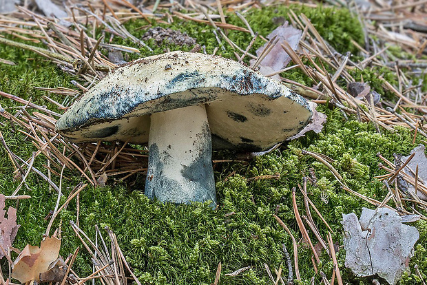 hríbnik modrejúci Gyroporus cyanescens (Bull.) Quél.