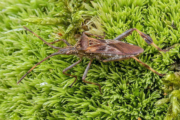 obrubnica americká  Leptoglossus occidentalis