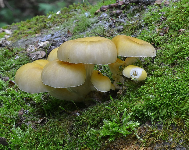 hliva lievikovitá citrónová Pleurotus citrinopileatus (Singer) Ohira