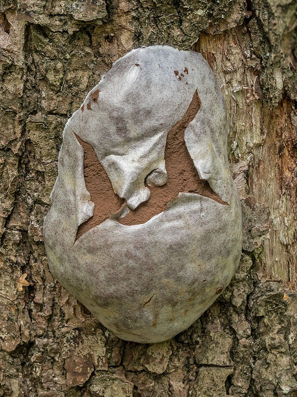 sieťnatka obyčajná Reticularia lycoperdon Bull.