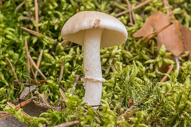 peniazovka škvrnitá Rhodocollybia maculata (Alb. & Schwein.) Singer