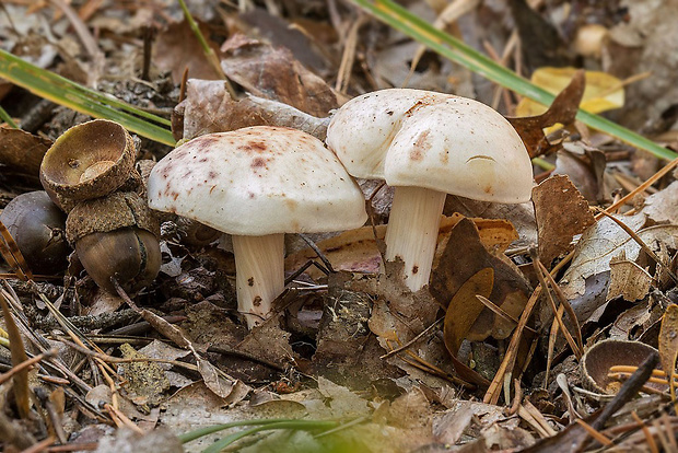 peniazovka škvrnitá Rhodocollybia maculata (Alb. & Schwein.) Singer