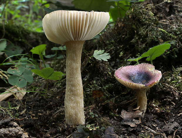 plávka jelšová Russula pumila Rouzeau & F. Massart