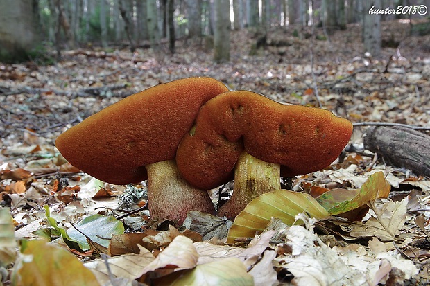 hríb zrnitohlúbikový Sutorius luridiformis (Rostk.) G. Wu & Zhu L. Yang