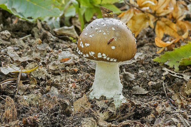 muchotrávka tigrovaná Amanita pantherina (DC.) Krombh.