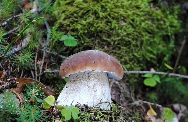 hríb smrekový Boletus edulis Bull.