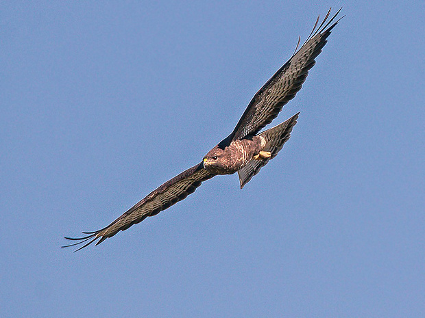 myšiak hôrny  Buteo buteo