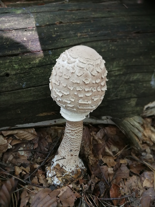 bedľa vysoká Macrolepiota procera (Scop.) Singer