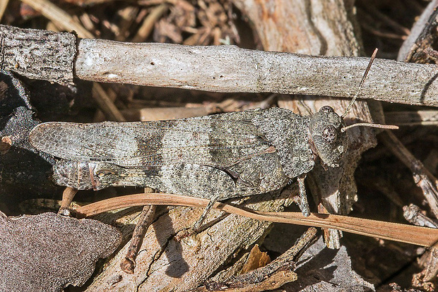 koník modrokrídly  Oedipoda caerulescens