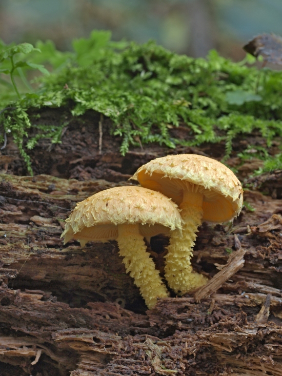 šupinovka ohnivá Pholiota flammans (Batsch) P. Kumm.