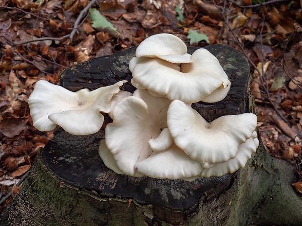 hliva buková Pleurotus pulmonarius (Fr.) Quél.