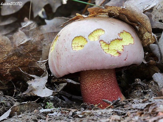 hríb purpurový Rubroboletus rhodoxanthus Kuan Zhao &amp; Zhu L. Yang