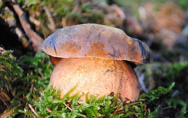 hríb zrnitohlúbikový Sutorius luridiformis (Rostk.) G. Wu & Zhu L. Yang