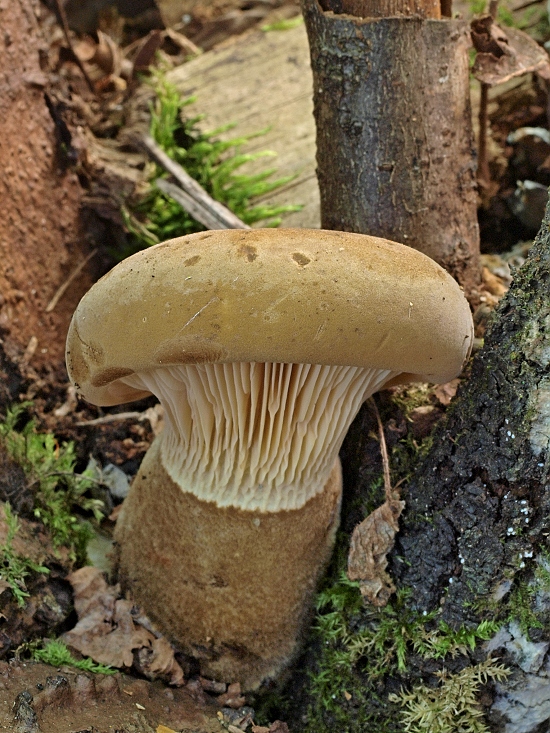 čechračka tmavohlúbiková Tapinella atrotomentosa (Batsch) Šutara